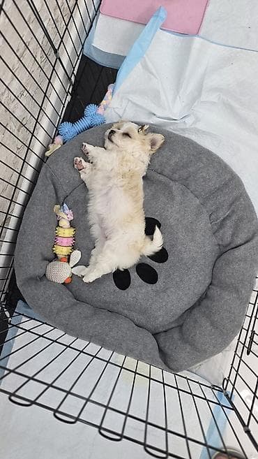 Птицы: Maltipu satılır 🐶 2 aylıq baladır.İt dişidir. baby face Peyvəndi var — 4