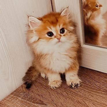 Qızıl şinşilla lalafo.az -da Qızıl şinşilla