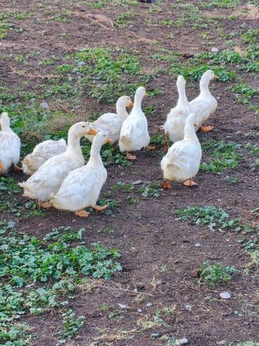 Gəmiricilər: Sağlamdır — 3