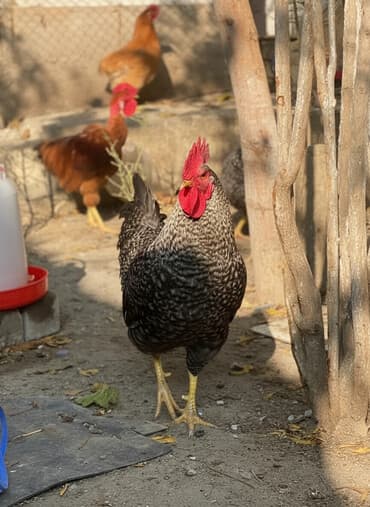 Salam Xoruzlar satılır.cins xoruzlar,kənd xoruzlar. 7 aylıqdırlar lalafo.az -da Salam Xoruzlar satılır.cins xoruzlar,kənd xoruzlar. 7 aylıqdırlar