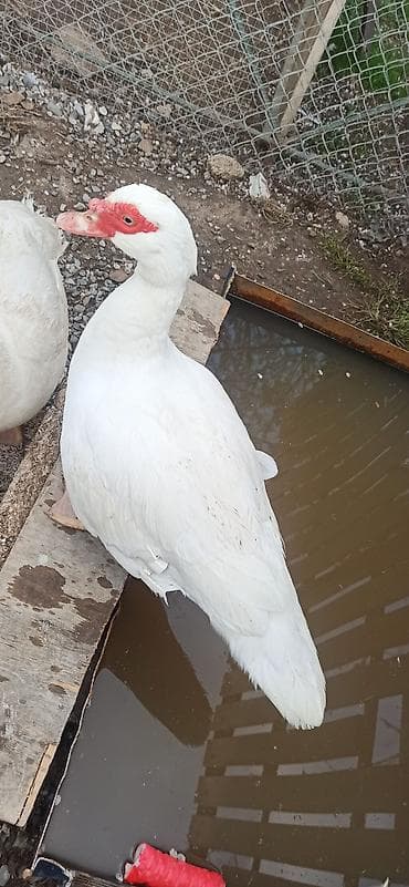 dovsan satisi: Dişi ag ördək satılır anacdı — 2