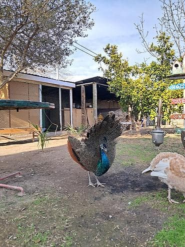 tovuz quslari: Məhsul: Tovuz quşları Xoruzlar satılır 11 aylıqdılar 1.2 aya tam — 5