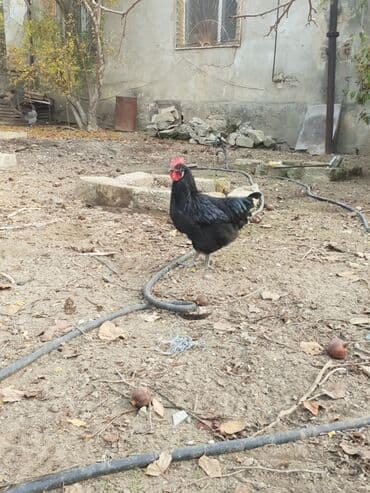 heyrəti xoruzu: Qara rəngli xoruz 6 ayliqdir - Cins: yerli qaralmış tip, parıltılı — 2