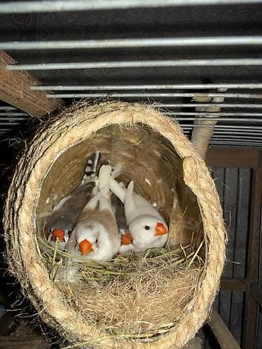 Gəmiricilər: Məhsul: Ev quşları – tutuquşu və zebr ispinozu (çeşidli rənglər) — 2