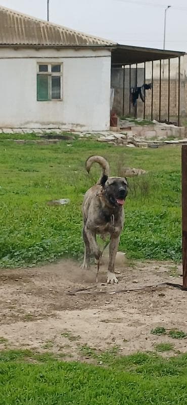 itlerin satsi: Qurdbasar, 2 il, Erkek, Peyvəndli — 4