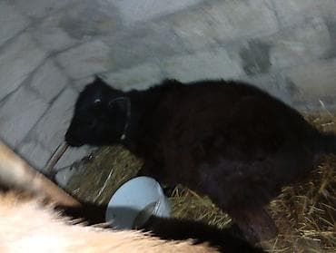 boğaz inək: Salam aleykum yanindaki 3 cu balasidir bala 3 ayliqdir ozu de 15 gundu — 8