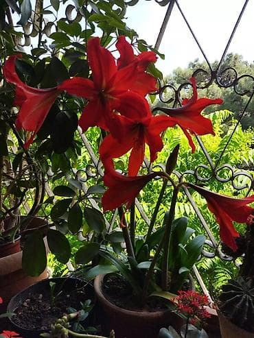 kaktus satisi: Ev üçün dekorativ saksı bitkiləri dəsti - Kaktuslar: Şəkillərdə — 5