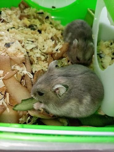 mal bazari: Cücə hamsterlər üçün tam komplekt qəfəs dəsti. Şəkillərdə görünən — 3