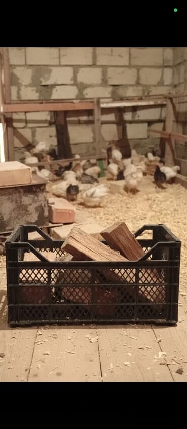 Toyuq cücələri, Ətlik lalafo.az -da Toyuq cücələri, Ətlik