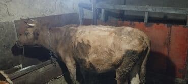 inek yemi: Dişi, il: 10, 250 kq, Damazlıq — 2
