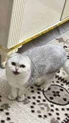 tap.az pişiklər: Şotland yastı qulaq — 2