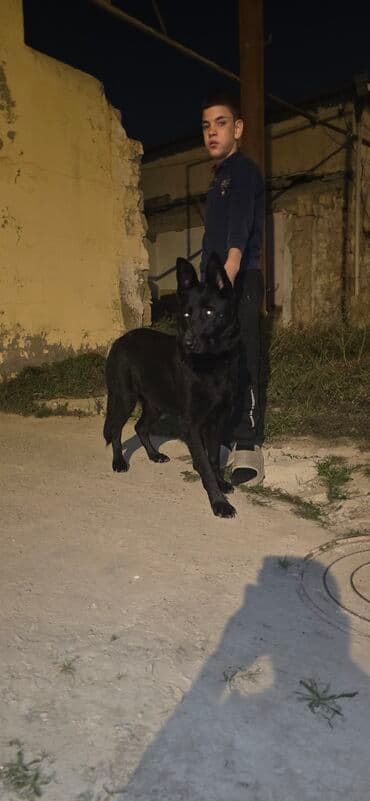 afçarka itləri: Endirim olacaq raboçi afçarka — 4