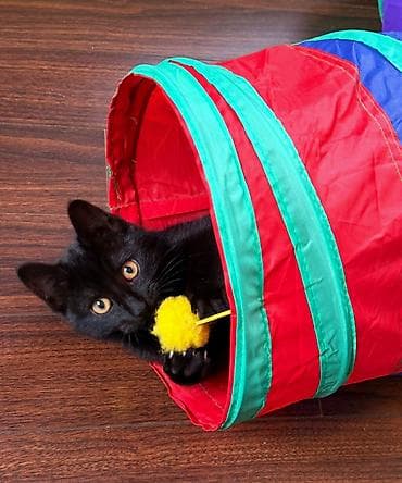 disi pisik cutlesdirmek: Dişi, Yaxşı əllərə — 1