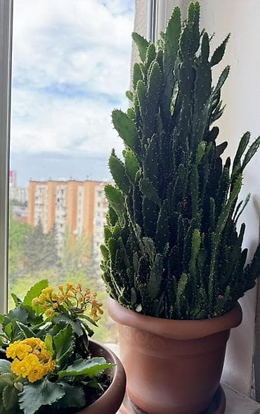 Qabda böyük ölçülü kaktus - Bitki növü: Dekorativ kaktus (sütunvari