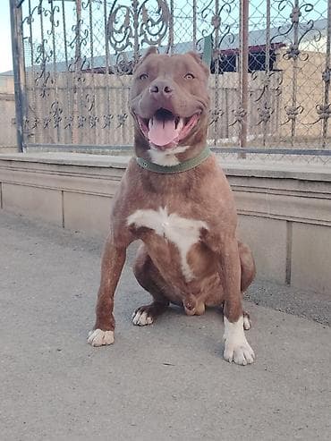 Digər heyvanlar: Pitbul, 8 ay, Erkek, Peyvəndli — 2