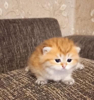 Heyvanlar üçün mallar: Britan, Dişi, Yaxşı əllərə, Ünvandan götürmə — 5