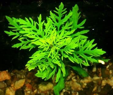 аксессуары и одежда для собак: Qiqrofila sinema — 1