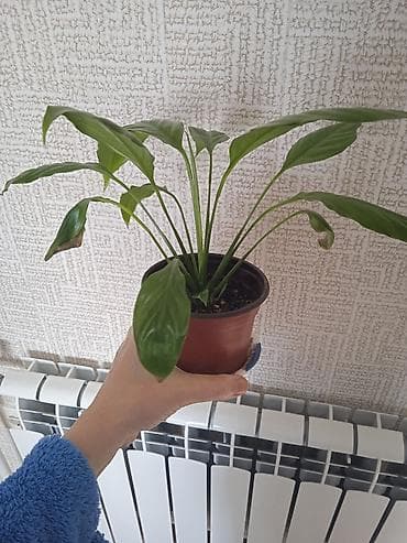 ev gulleri satisi: Сциндапсус N-Joy — 4