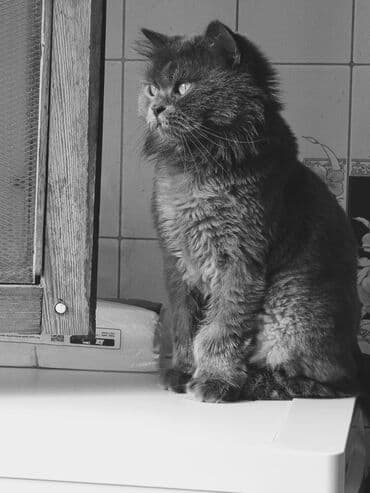 русская голубая кошка баку: Dişi, Yaxşı əllərə, Ünvandan götürmə — 2