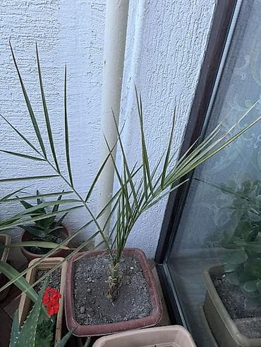 dibçək: Xurma xurması (Phoenix dactylifera) fidanı – dibçəkdə - Hündürlüyü — 1