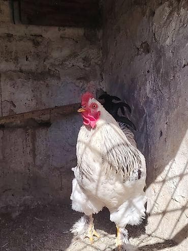 Inəklər, öküzlər: Xoruz, Brama, il: 1, Ünvandan götürmə — 2