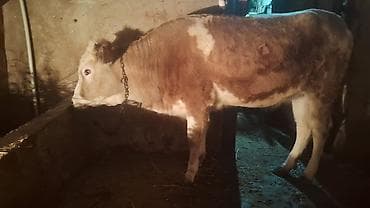 it yem: Satışda: kənd təsərrüfatı heyvanı – dana/inek (simmental tipli) — 4