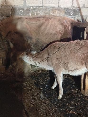 inək adı: Salamın aleykum inəy yaxshi ineydir hündürlüyü boyu caynaqlı heyvandir — 8