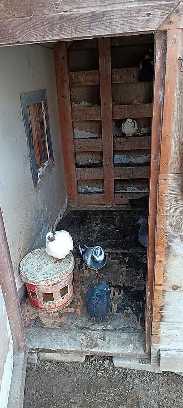 Собаки: Taxta quşxana / quş yuvası - Material: tamamilə taxtadan yığılıb — 8