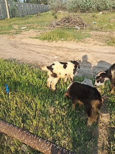 Ana bala keci cavandi balasi erkeydi — 3