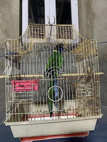 bulbul quşu satışı: Salam tutu quşu satılır saxlıya bilmediyim ucun işimden elaqeder baxa — 1