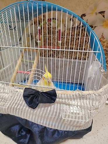 heyvanlar üçün mallar: Əl quşudur, erkəkdir. 1 aylığından bizdədir, hazırda 2 yaşı var. Bir — 4