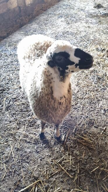 Qoyun. Toğlu Bu toğlu Dizi gözü qara sağlam damazliqa yararli sakit ev — 10
