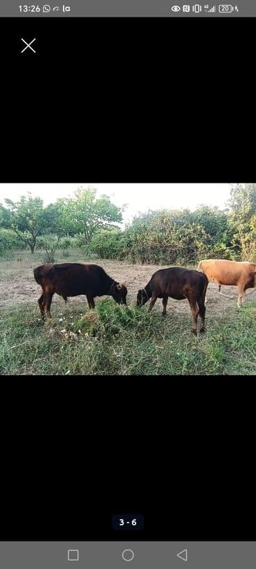 cins xoruzlar: 4 ədəd erkək 1 ədəd dişi təcili satılır — 3