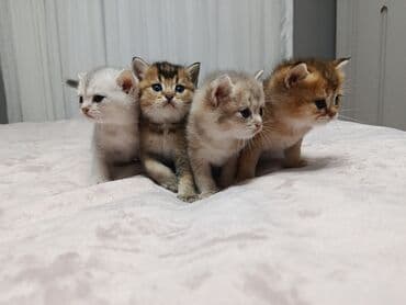 arı şəkilləri: Qızıl şinşilla, Yaxşı əllərə, Pulsuz çatdırılma — 13