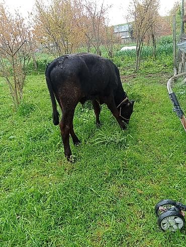 hinduska satisi: Satılır: erkəydi 6 aylqdi 1650 deylir riyalı alcıyla razlaşacam ciddi — 4