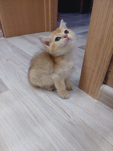 Qızıl şinşilla, Erkək, Dişi, Ünvandan götürmə