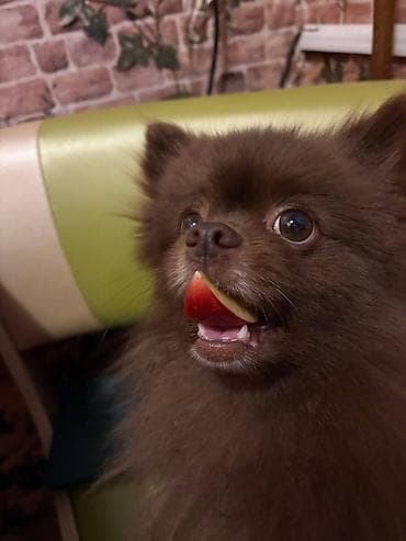 itlerin sekisi: Şpitz, 3 il, Erkek, Peyvəndli, Ünvandan götürmə — 4