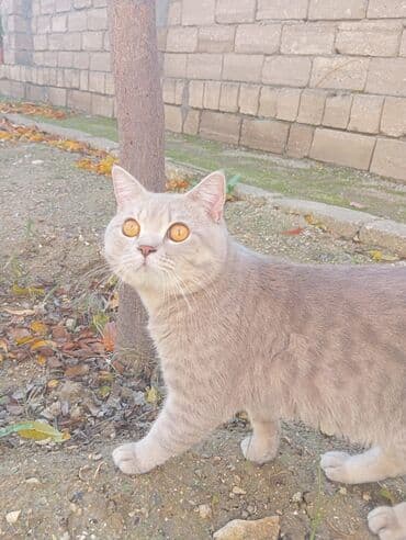 Şinşilla, Erkək, Yaxşı əllərə, Ünvandan götürmə lalafo.az -da Şinşilla, Erkək, Yaxşı əllərə, Ünvandan götürmə