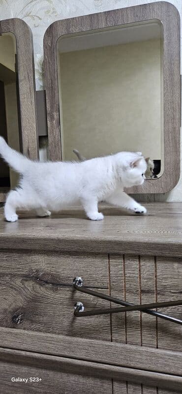 Digər heyvanlar: Şinşilla, Erkək, Yaxşı əllərə, Ünvandan götürmə — 9