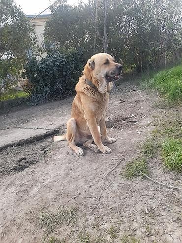 ətlik inək cinsləri: İt – iri cüssəli, açıq qəhvəyi rəngdə, qısa-qulaq, qalın boyunluqla — 2