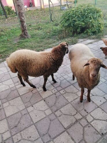 сколько стоит собака бу: 7-8 aylıq toğlulardı qiymət ikisinə aiddir — 3