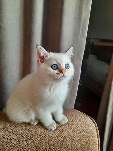 Pişiklər: Şinşilla — 4