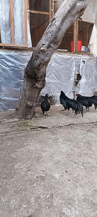 buqelemun satilir: Satılır: Sumatra qara rəngli uzun quyruqlu xoruzlar bir ədədi 80azn — 2