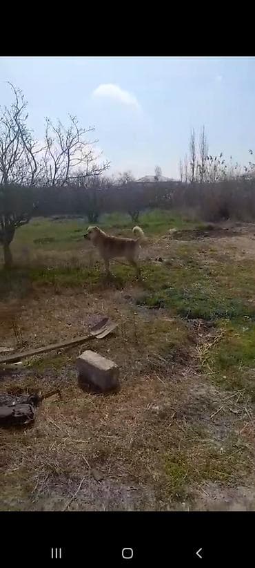 qizil baliq satisi: Erkek, Peyvəndli — 4