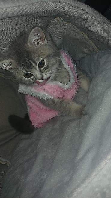 heyvan: Pişik üçün yumşaq isti geyim – Pembe tüklü jilet - Növ: pişik — 4