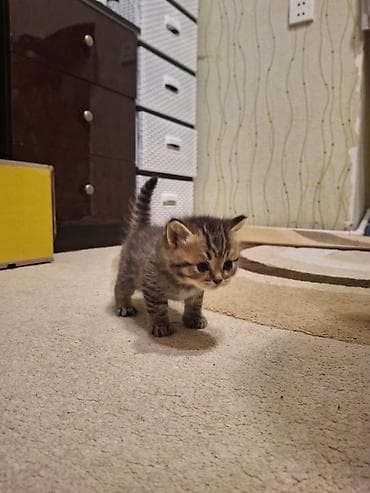 syam pişik: Balaca pişik balaları - Cins: ev pişiyi (tüklü, pələng naxışlı) - — 4