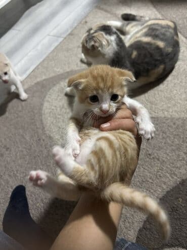 Daraq panellər: Yaxşı əllərə — 8