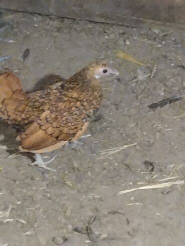 Toyuq, Damazlıq lalafo.az -da Toyuq, Damazlıq