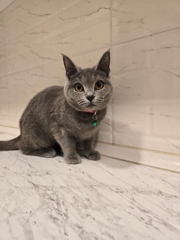 Heyvanlar üçün mallar: Britan — 1