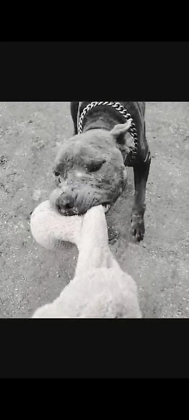 Gəmiricilər: Pitbul, 2 il, Erkek — 3